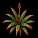 bromeliad cluster