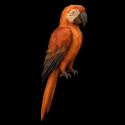 macaw